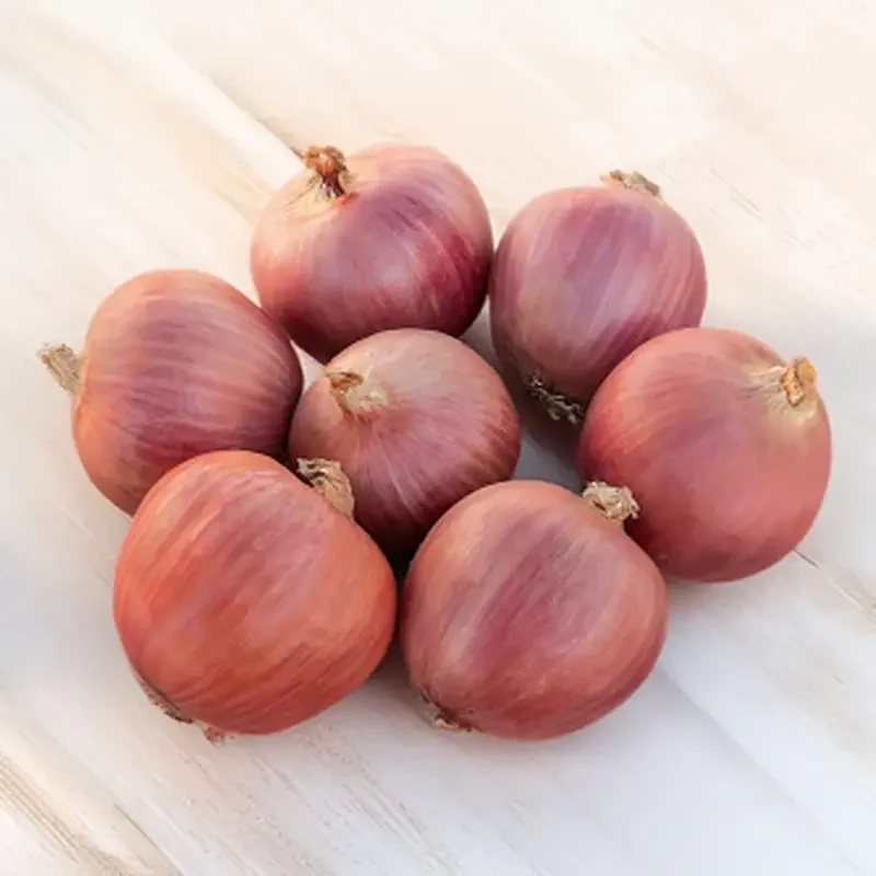Red Big Onion Exporters in India | Wholesale Dealers & Suppliers image