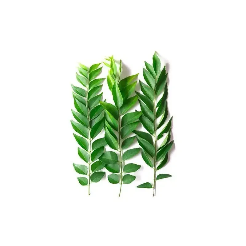 Fresh Curry Leaves Exporters & Suppliers from India – Premium Quality, Aromatic & Green