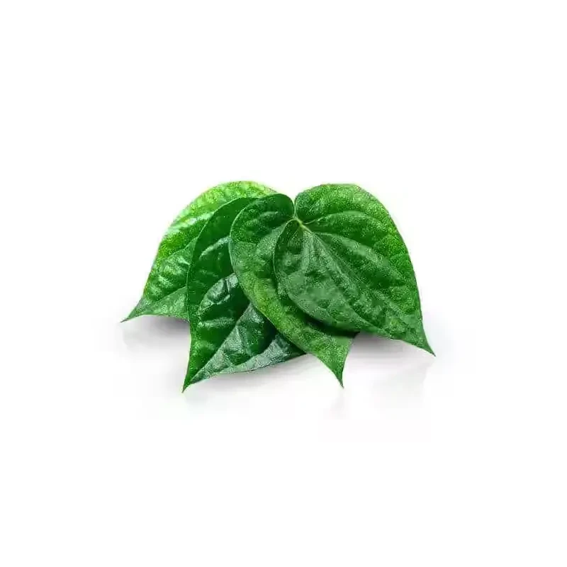 Natural Optimal Moisture Paan (Betel Leaf) – Exporters & Suppliers from India